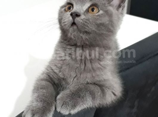 Tatlı Oğlum Yeni Yuvasını Arıyor görsel