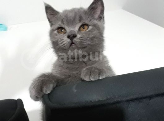 Tatlı Oğlum Yeni Yuvasını Arıyor görsel