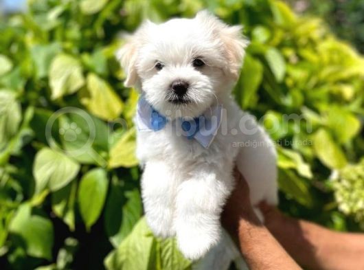 A Kali̇te Maltese Terrier görsel