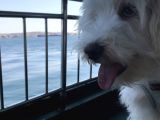 8 Aylık Erkek Maltipoo