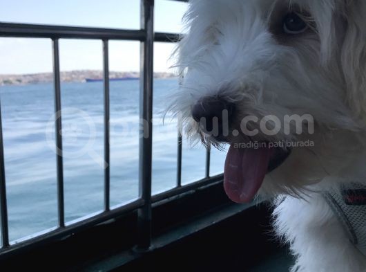 8 Aylık Erkek Maltipoo görsel