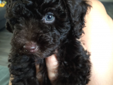 Toy Poodle Ailesi Türkiye