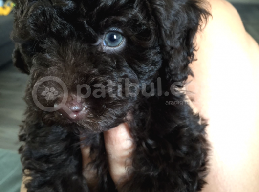Toy Poodle Ailesi Türkiye görsel