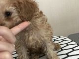 Orijinal Toy Poodle