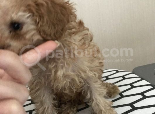 Orijinal Toy Poodle görsel