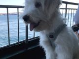 8 Aylık Erkek Maltipoo