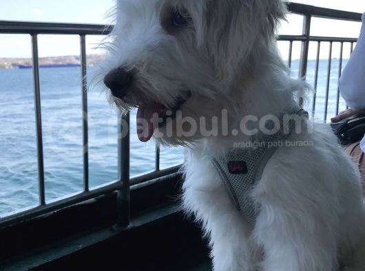8 Aylık Erkek Maltipoo