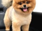 Pomerian Boo Ayı Surat