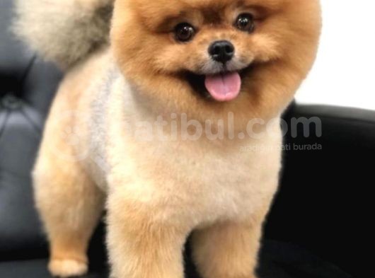 Pomerian Boo Ayı Surat