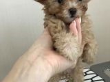 Orijinal Toy Poodle