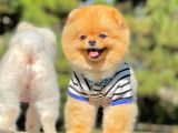 Yetişkin Boo Traşlı Orjinal Pomeranian