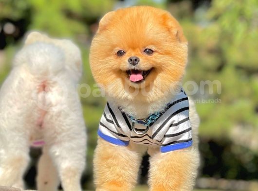 Yetişkin Boo Traşlı Orjinal Pomeranian