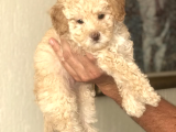 Toy Poodle Ailesi Türkiye