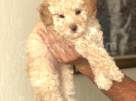 Toy Poodle Ailesi Türkiye