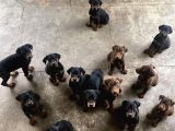 Zirve Doberman 