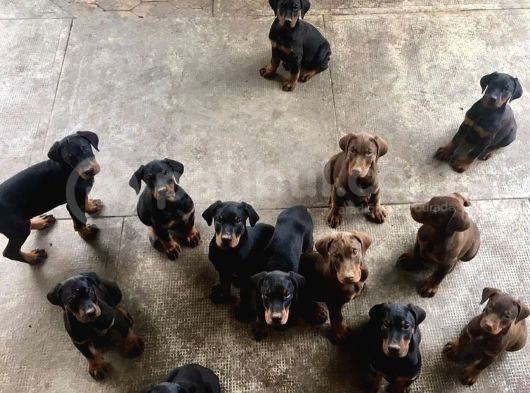 Zirve Doberman  görsel
