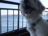 8 Aylık Erkek Maltipoo