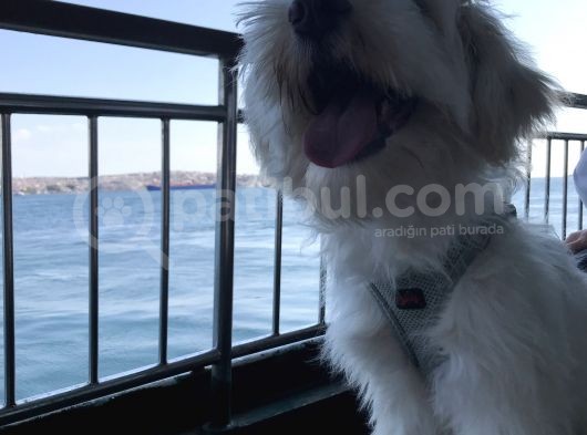 8 Aylık Erkek Maltipoo görsel