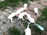 Saf Kan Dogo Argentino Yavru ve Damızlık