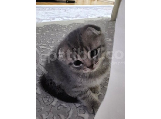 Oyuncu Scottish Fold Duman görsel