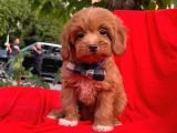 Red Brown Orjinal Renk Maltipoo Yavrular