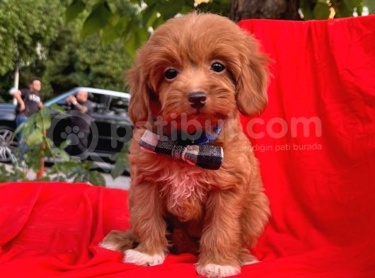Red Brown Orjinal Renk Maltipoo Yavrular görsel