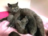 British Shorthair Yavruları
