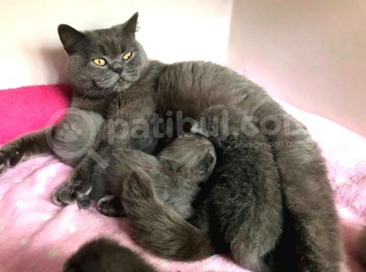 British Shorthair Yavruları görsel