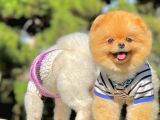 Yetişkin Boo Traşlı Orjinal Pomeranian
