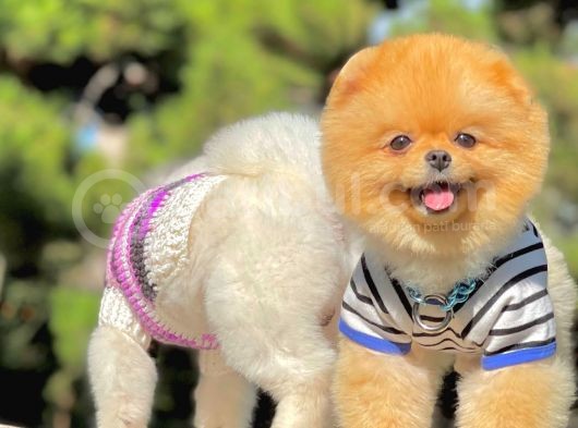 Yetişkin Boo Traşlı Orjinal Pomeranian görsel