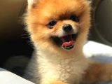 Pomerian BOO Teacup 0 Beden