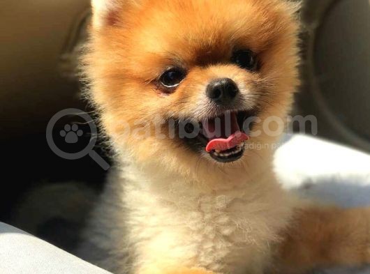 Pomerian Boo Teacup 0 Beden
