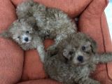 Orijinal Toy Poodle