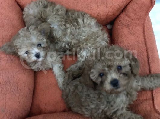 Orijinal Toy Poodle görsel