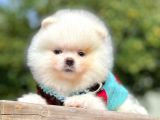 Orijinal Teddy Bear Pomeranian Boo