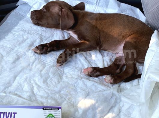 Soy Kütüğü Belli Rednose Acil görsel