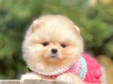 Orijinal Teddy Bear Pomeranian Boo