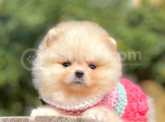 Orijinal Teddy Bear Pomeranian Boo