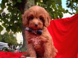 Red Brown Orjinal renk Maltipoo Yavrular