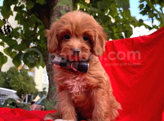 Red Brown Orjinal Renk Maltipoo Yavrular