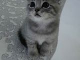 Oyuncu Scottish Fold Duman