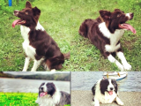Secereli Border Collie Yavruları