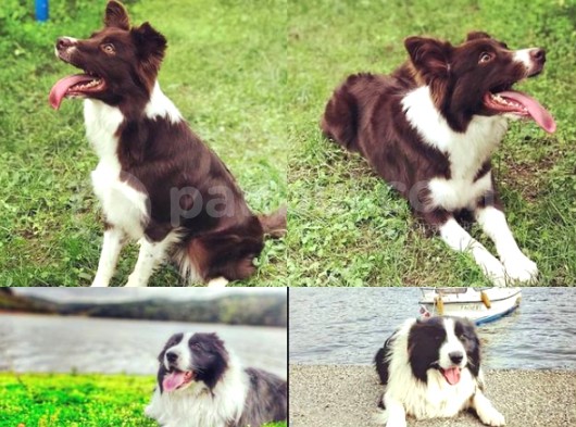 Secereli Border Collie Yavruları