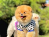 Yetişkin Boo Traşlı Orjinal Pomeranian