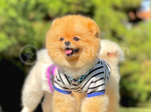 Yetişkin Boo Traşlı Orjinal Pomeranian görsel