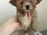 Orijinal Toy Poodle