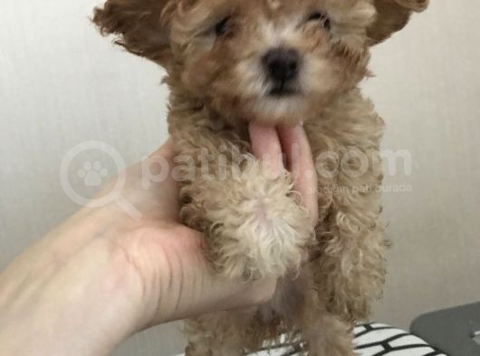 Orijinal Toy Poodle görsel
