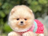 Orijinal Teddy Bear Pomeranian Boo