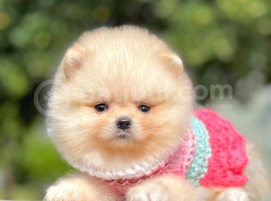 Orijinal Teddy Bear Pomeranian Boo görsel