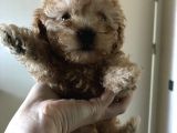 Orijinal Toy Poodle